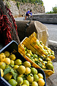 Italy, Campania, Amalfi Coast, listed as World Heritage by UNESCO, Amalfi, Amalfi lemon