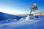 France, Vaucluse, Luberon, Mourre Negre under the snow, above Lourmarin