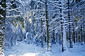 France, Vaucluse, Luberon, Petit Luberon, the Cedar forest under the snow