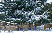France, Vaucluse, Petit Luberon, herd of sheep on the plateau of the cedar forest under the snow in winter