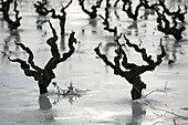 France, Bouches du Rhone, vines under the ice in Camargue