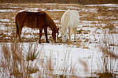 France, Bouches du Rhone, Camargue, Salin de Giraud, horses of Camargue breed