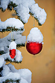 France, Vaucluse, Luberon, Cucuron, christmas tree under the snow