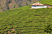 India, Kerala State, Munnar, tea plantations