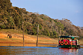 India, Kerala State, Perriyar, boat trip on the lake to discover the fauna, an elephant