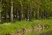 Fischreiher auf dem Canal de Bourgogne bei Brienon , Dept. Yonne , Region Burgund , Frankreich , Europa