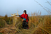 Ecuador, Chimborazo Province, Andes, Chimborazo volcano, collecting the herbs of Paramo which will be needed to cover the blocks of ice from Chimborazo volcano