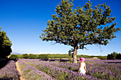 France, Vaucluse, Sault, lavender fields