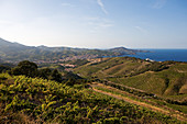 France, Pyrenees Orientales, Cote Vermeille (The Ruby Coast), Banyuls sur Mer, Banyuls Collioure vineyard