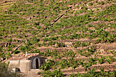 Frankreich, Pyrénées Orientales, Côte Vermeille (The Ruby Coast), Banyuls sur Mer, Banyuls Collioure Weinberg