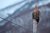 Norway, Lofoten Islands, White tailed eagle (Haliaeetus albicilla)