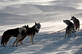 Schweden, Grafschaft Norrbotten, Lappland, Alesjaur, Wanderweg Kungsleden, Schlittenhund, Siberian Husky