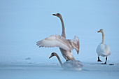 Norway, Lofoten Islands, Whooper Swan (Cygnus cygnus)