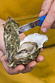 France, Cotes d'Armor, Paimpol, opening an oyster from company Bretagne, Entreprise Andre Arin