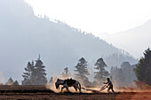 Mexico, countryside, fiel scene