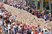 France, Bouches du Rhone, Alpilles, Saint Remy de Provence, Transhumance Festival