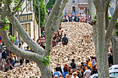 France, Bouches du Rhone, Alpilles, Saint Remy de Provence, Transhumance Festival