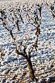 France, Bouches du Rhone, Puyricard, AOC Coteaux d'Aix en Provence vineyards under the snow