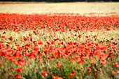 France, Vaucluse, Luberon, Pays d'aigues, poppy field