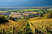 Frankreich, Savoyen, in der Nähe von Ruffieux, im Hintergrund der Rhone, Weinberg in Serrières en Chautagne