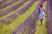 France, Vaucluse, Sault, lavender fields