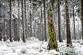 Dry woods in monoculture, Meissner - Kaufunger Wald nature park, North Hesse, Hesse, Germany