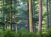 Beech forest, Fuerstlich Loewensteinscher Park, Spessart Nature Park, Lower Franconia, Bavaria, Germany