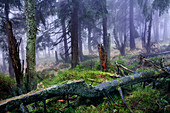 Spruce Forest at Brocken mountain, Harz National Park, Saxony-Anhalt, Germany