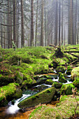 Bachlauf am Fuße des Brocken, Nationalpark Harz, Sachsen-Anhalt, Deutschland