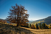 Herbstlich gefärbte Buche (Fagus sylvatica), bei Wieden, Schwarzwald, Baden-Württemberg, Deutschland
