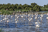 American  Flamingos, (Phoenicopterus ruber),  Parc Ornithologique du Pont de Gau, Camargue, France , Europe