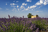Lavender, Field, Lavandula angustifolia, Plateau de Valensole,  France, Provence-Alpes-Cote d'Azur, France