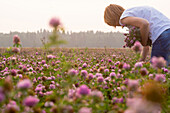 Caucasian woman picking flowers in field