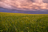 Storm clouds over field of tall grass