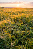Field of tall grass at sunset