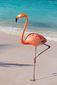 Flamingo on Flamingo beach, Renaissance Island, Oranjestad, Aruba, Lesser Antilles, Netherlands Antilles, Caribbean, Central America