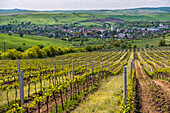 Vineyard landscape in Transylvania, near Brasov, Romania, Europe