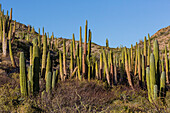 Cardon cactus (Pachycereus pringlei), on Isla Santa Catalina, Baja California Sur, Mexico, North America