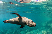 Curious California sea lion (Zalophus californianus) underwater at Los Islotes, Baja California Sur, Mexico, North America