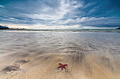 Sea star in the clear water of the fine sandy beach, Skagsanden,  Ramberg, Nordland county, Lofoten Islands, Arctic, Northern Norway, Scandinavia, Europe