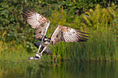 Osprey (Pandion haliaetus) leaving a fishing pool with wings arched creating the power to lift the freshly caught fish, Pirkanmaa, Finland, Scandinavia, Europe