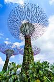 Supertree Grove in the Gardens by the Bay, a futuristic botanical gardens and park, Marina Bay, Singapore, Southeast Asia, Asia