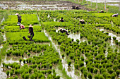 Tending the rice paddies, Shan State, Myanmar (Burma), Asia