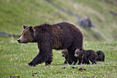 Grizzly bear (Ursus arctos horribilis) sow and three cubs of the year, Yellowstone National Park, Wyoming, United States of America, North America