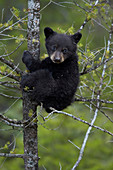 Black bear (Ursus americanus) cub of the year or spring cub in a tree, Yellowstone National Park, Wyoming, United States of America, North America