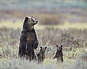 Grizzly bear (Ursus arctos horribilis) sow and two cubs of the year all standing up on their hind legs, Yellowstone National Park, Wyoming, United States of America, North America
