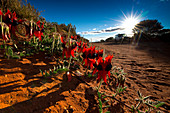 Blühende Sturt Desert Pea an der Trasse nach Tarcoola, Tarcoola, Südaustralien, Australien