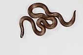 Travancore Hills thorntail snake, Platyplectrurus madurensis Kodaikanal, Tamil Nadu Endangered species