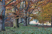Oak forest with dammwild at Ivenack, Mecklenburg Vorpommern, Germany