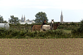 Pferde, St-Pol-de-Léon, Molène, Bretagne, Frankreich